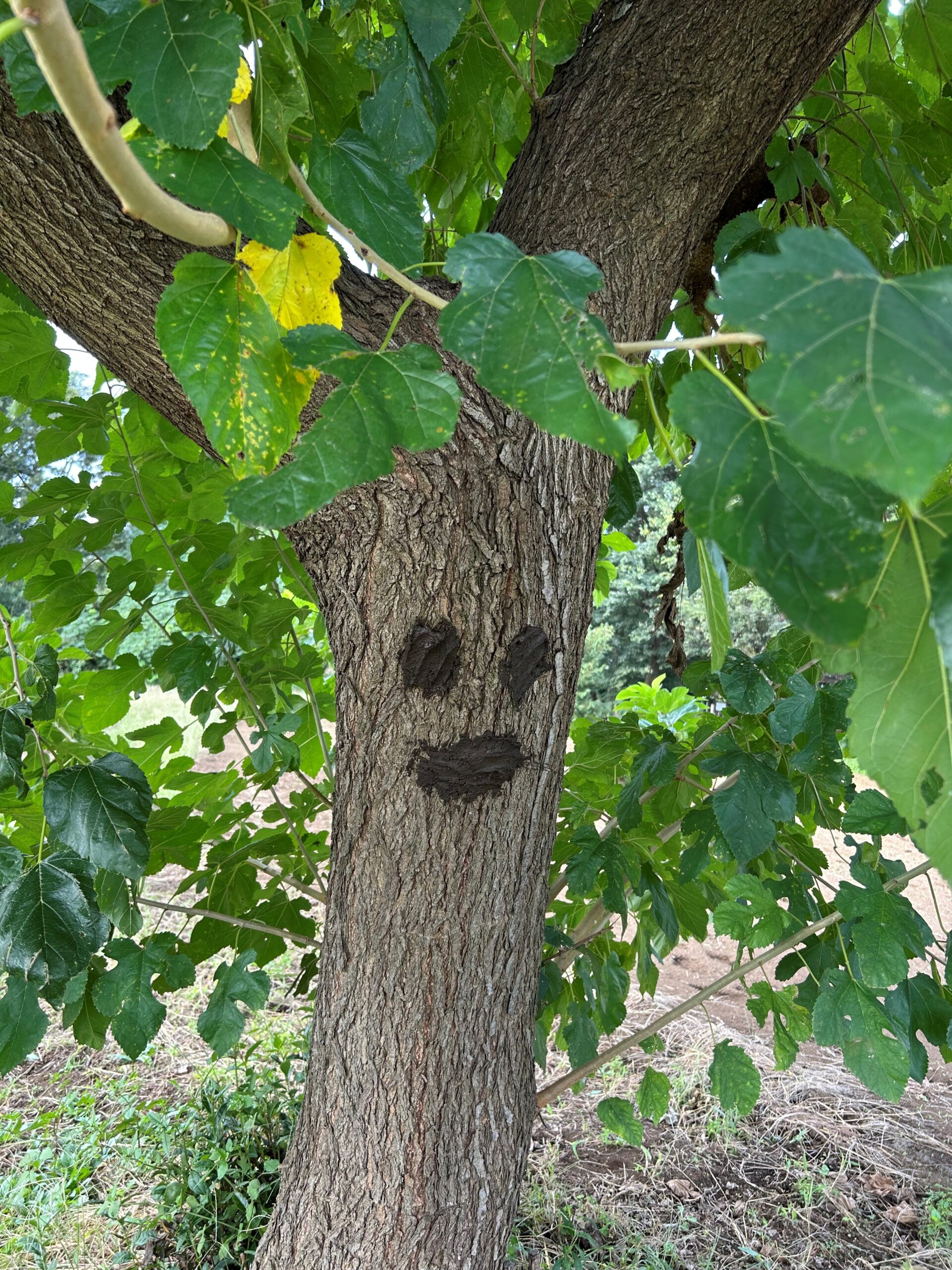 ひよどり山収穫祭-Farm treasure hunt-